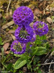 Primula denticulata