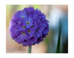 Primula denticulata