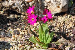 Primula denticulata rubra