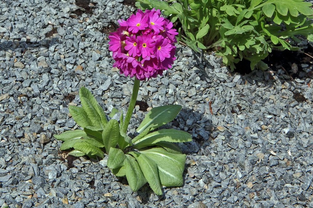 Primula denticulata rubra - Rote Kugelprimel