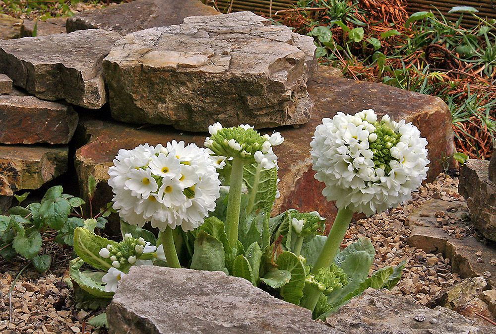 Primula denticulata - weiße Kugelpriemel