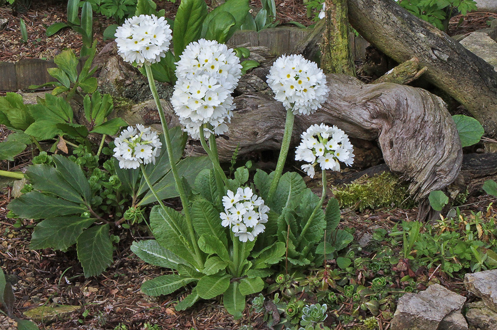 Primula dentikulata alba