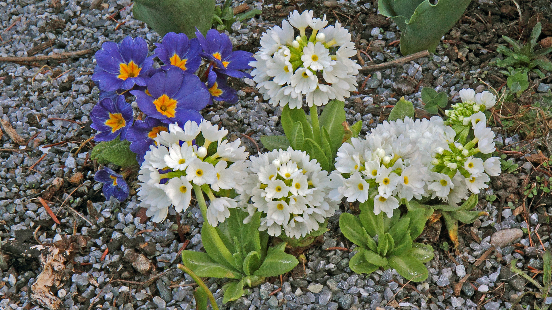 Primula dentikulata alba-Kugelprimel weiß