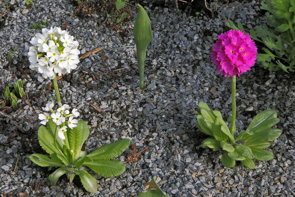 Primula dentikulata alba und -rubra