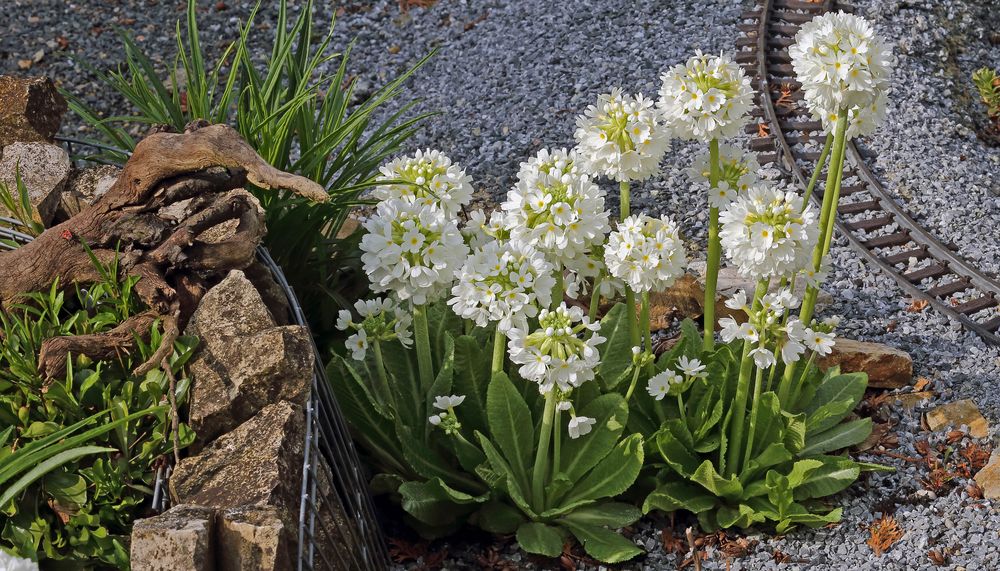 Primula dentikulata alba - Weiße Kugelpriemel,,,