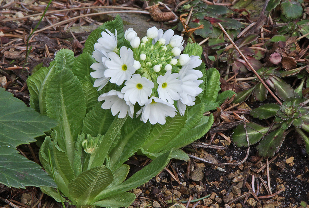 Primula dentikulata alba - Weiße Kugelprimel