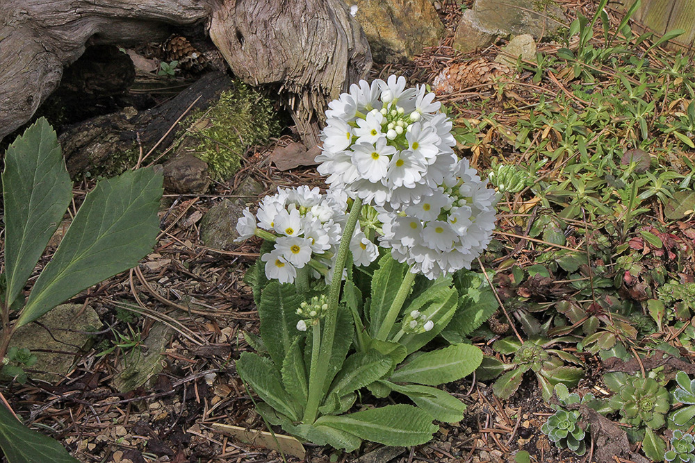 Primula dentikulata alba - Weiße Kugelprimel