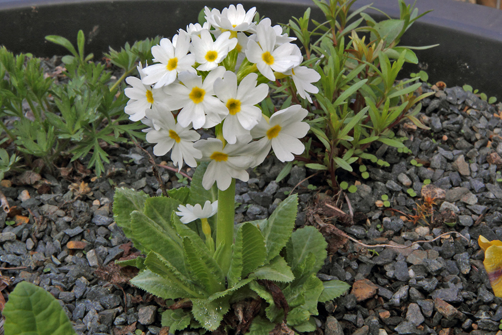 Primula dentikulata alba-Weiße Kugelprimel