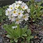 Primula dentikulata alba-Weiße Kugelprimel