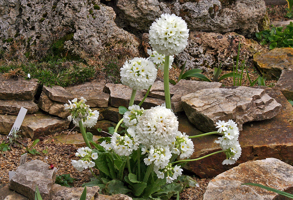 Primula dentikulata im Hochbeet