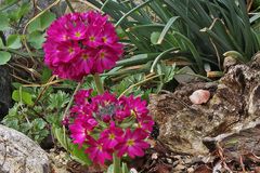 Primula dentikulata rubra - Rote Kugelprimel