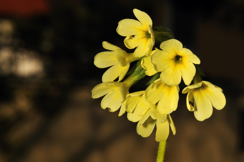 Primula elatior