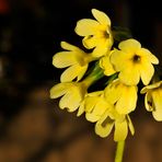 Primula elatior