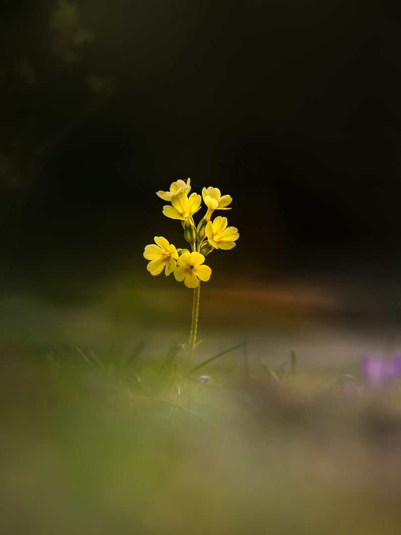 Primula elatior