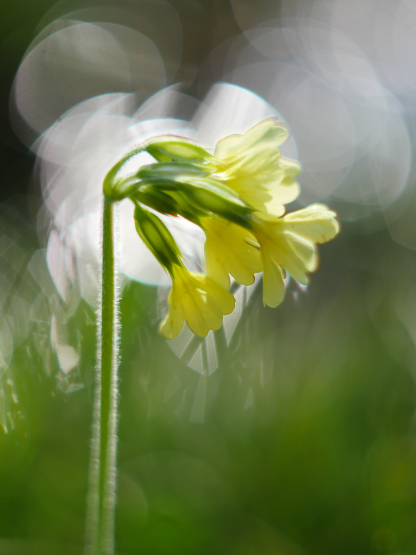 Primula elatior, Aufrechte Schlüsselblume 2