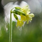 Primula elatior, Aufrechte Schlüsselblume 2