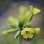 Primula elatior, Aufrechte Schlüsselblume 3