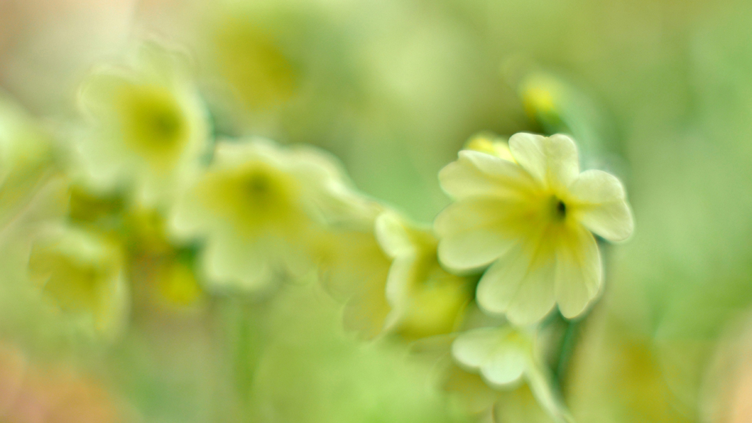 Primula elatior, Aufrechte Schlüsselblume