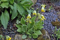 Primula elatior