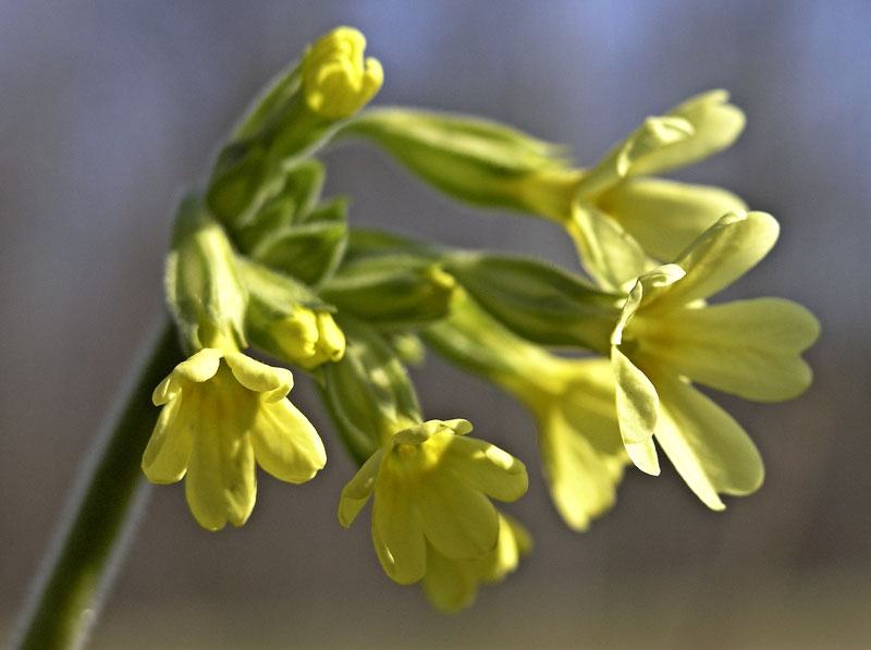 Primula elatior