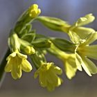 Primula elatior