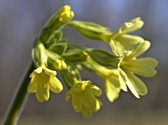 Primula elatior