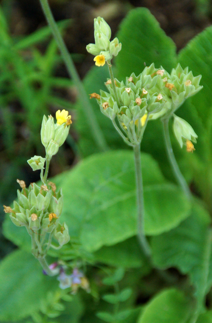 Primula elatior