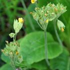 Primula elatior