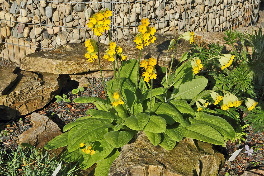 Primula elatior