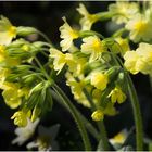 Primula elatior