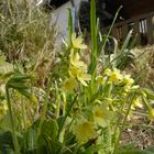 Primula elatior