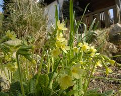 Primula elatior