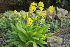 Primula eliator