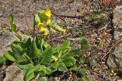 Primula eliator