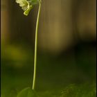 Primula eliator alias Waldprimel