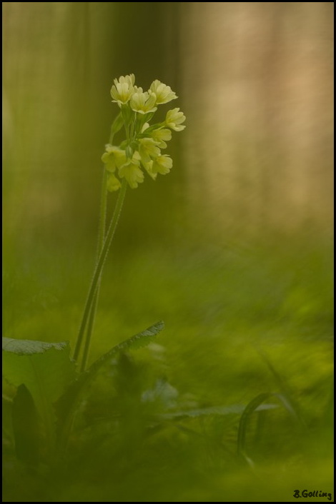 Primula eliator