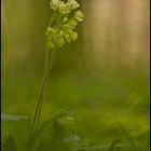 Primula eliator