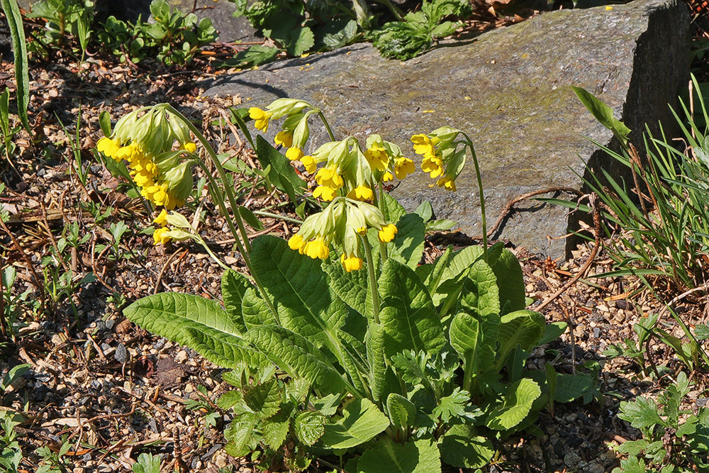 Primula eliator - Gewöhnliche Schlüsselblume