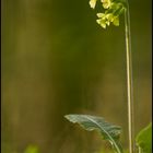 Primula eliator II