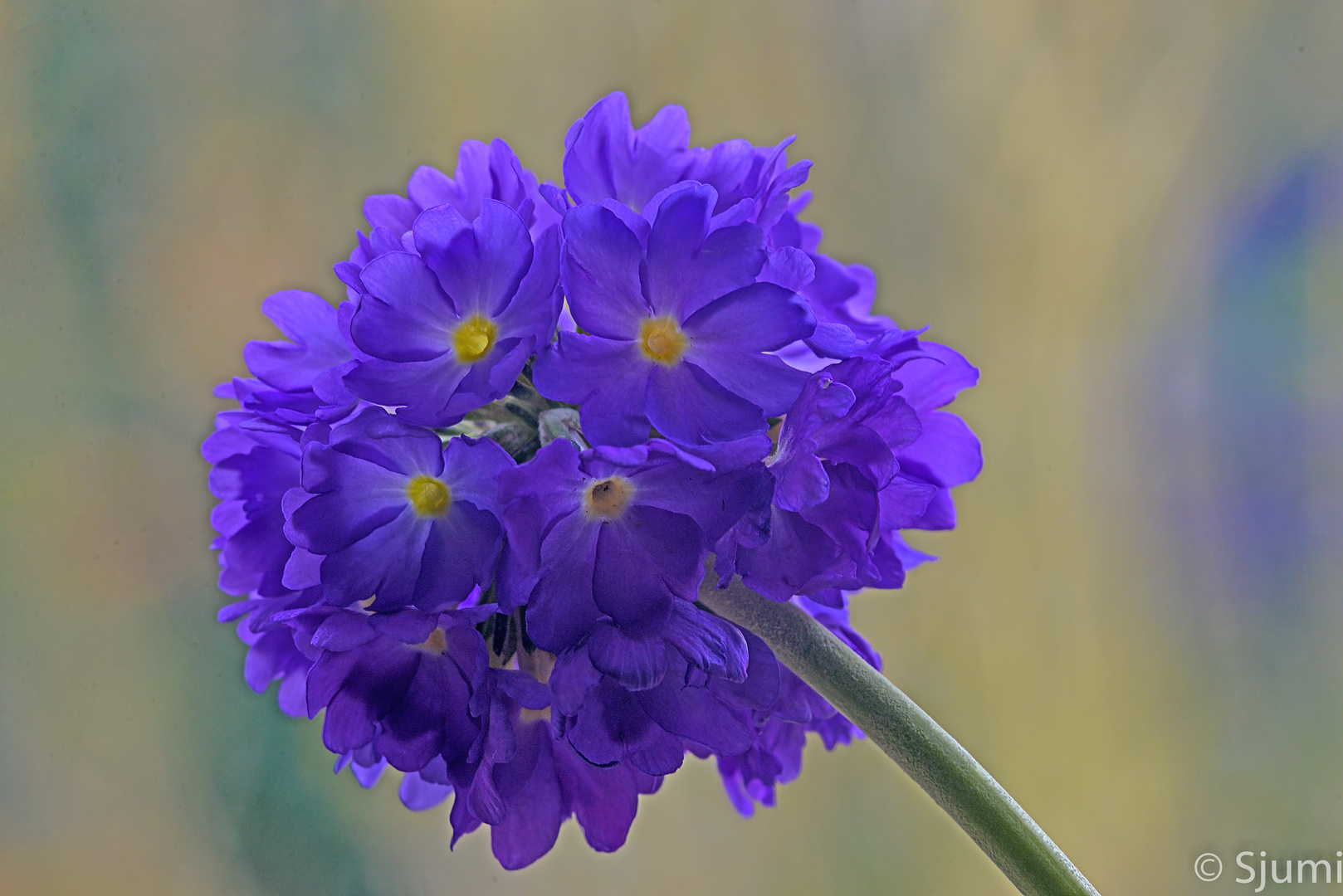 Primula