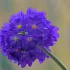 Primula