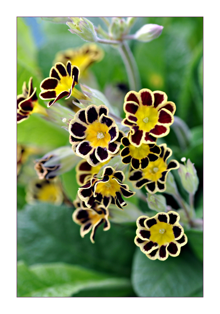 ~ Primula ~