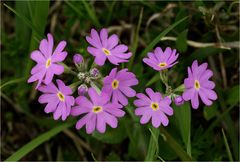 Primula farinosa