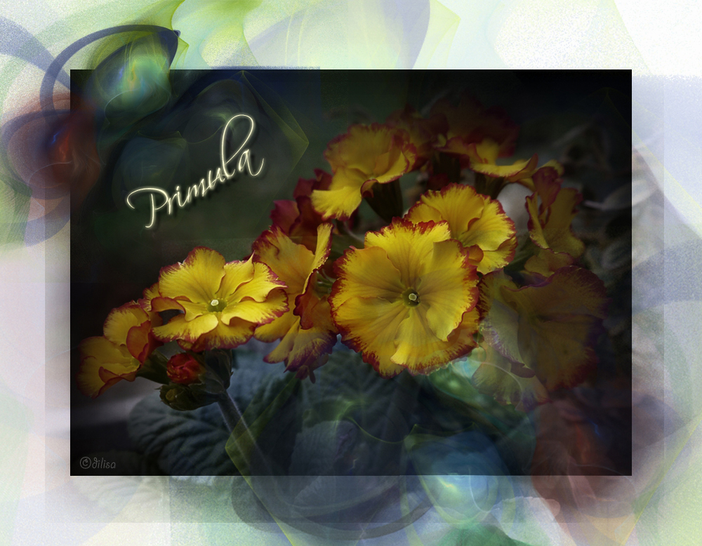 ~ Primula ~