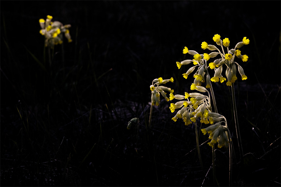 Primula fukushima