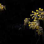 Primula fukushima