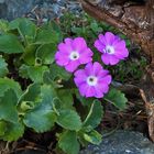 Primula hirsuta