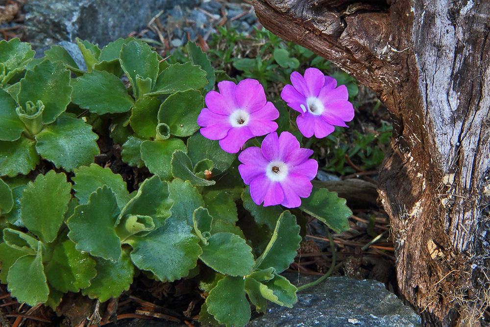 Primula hirsuta