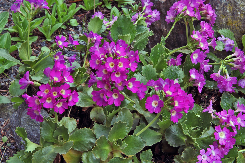 Primula hirsuta