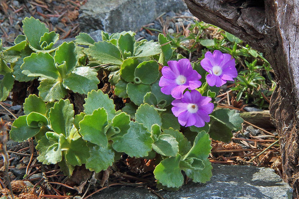 Primula hirsuta